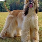 8 Unique Non-Sporting Dog Breeds @pupiplayground