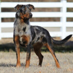 Beauceron Puppies for Sale| A Loyal Friend Awaits You at pupiplayground