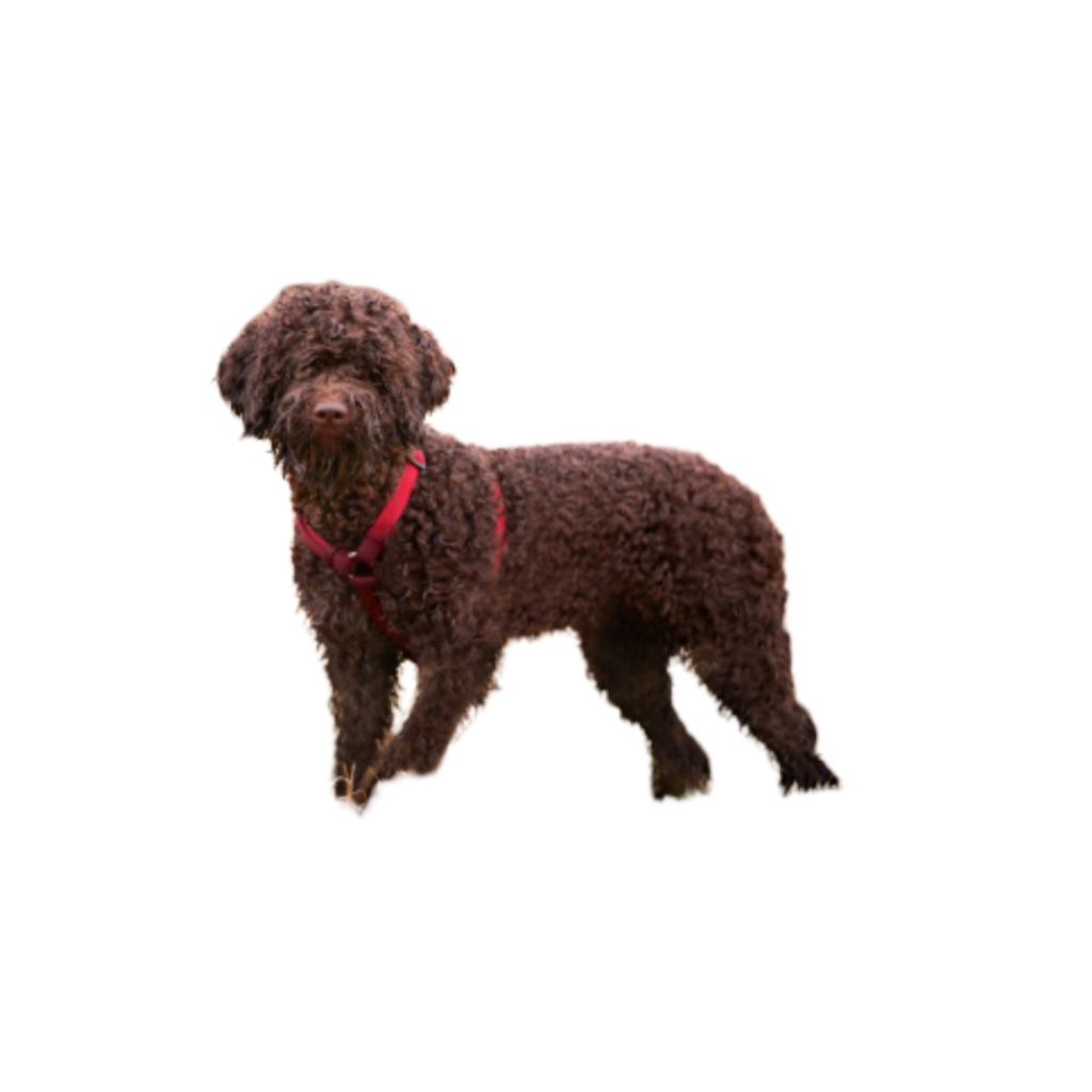 Lagotto Puppies | Guide to These Adorable Italian Dogs @pupiplayground