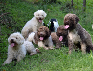 2. What Do Lagotto Puppies Look Like? 