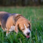 Why Do Dogs Eat Grass? Know Everything @pupiplayground