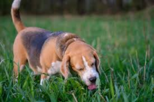 Why Do Dogs Eat Grass? Know Everything @pupiplayground