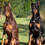 Best Guard Dogs for Home Security @pupiplayground