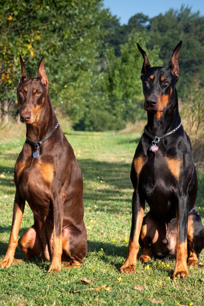 Best Guard Dogs for Home Security @pupiplayground