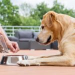 Best Food for Senior Dogs |Keeping Your Pup Healthy @pupiplayground