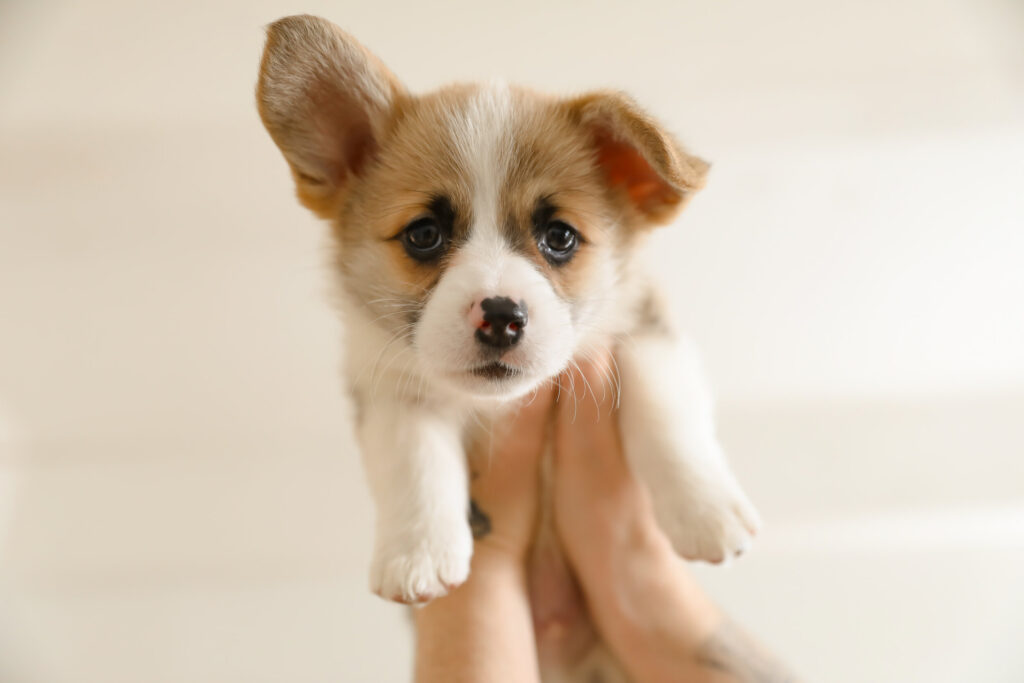 How to Train a Puppy |Guide for New Dog Owners @pupiplayground