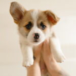 How to Train a Puppy |Guide for New Dog Owners @pupiplayground