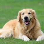 Best Dog Breeds for Families @pupiplayground