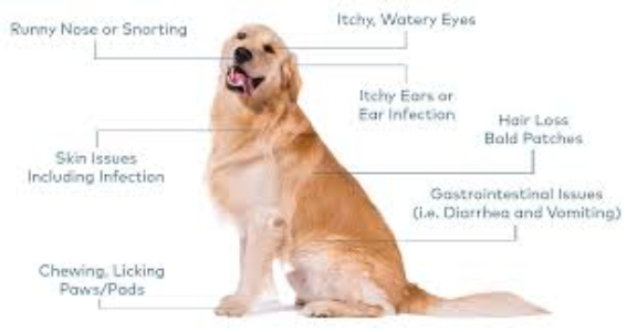 Dog Allergies: Signs to Watch For and How to Help Your Pup @pupiplayground