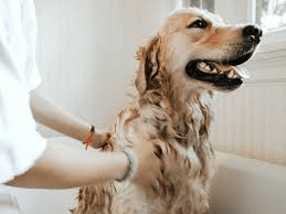 How to Groom a Dog at Home| A Complete Guide @pupiplayground